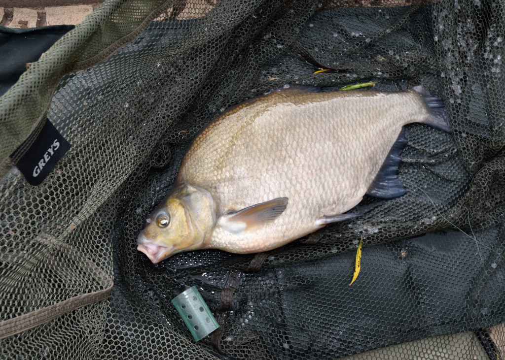 Bream