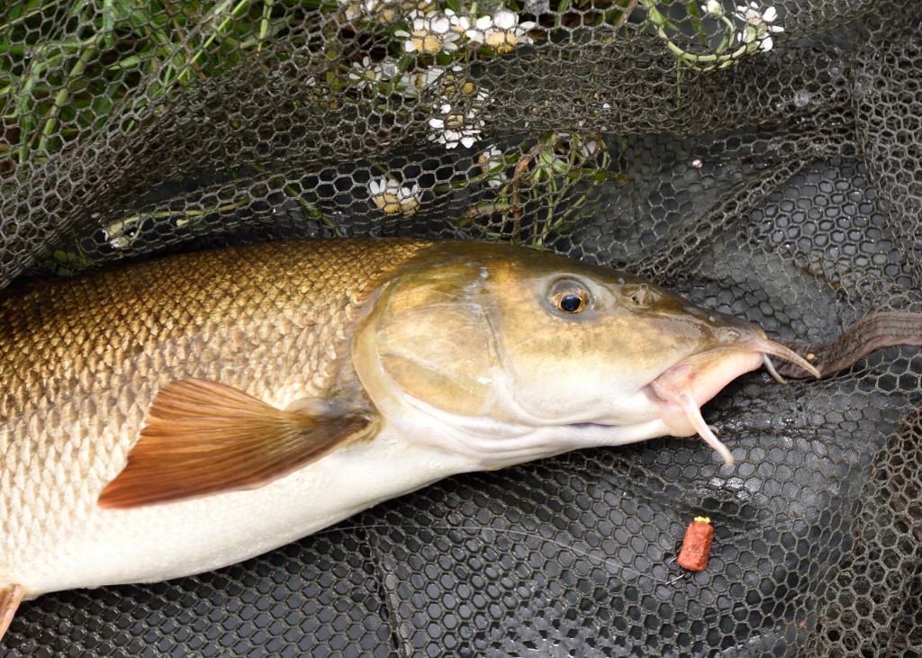 Barbel