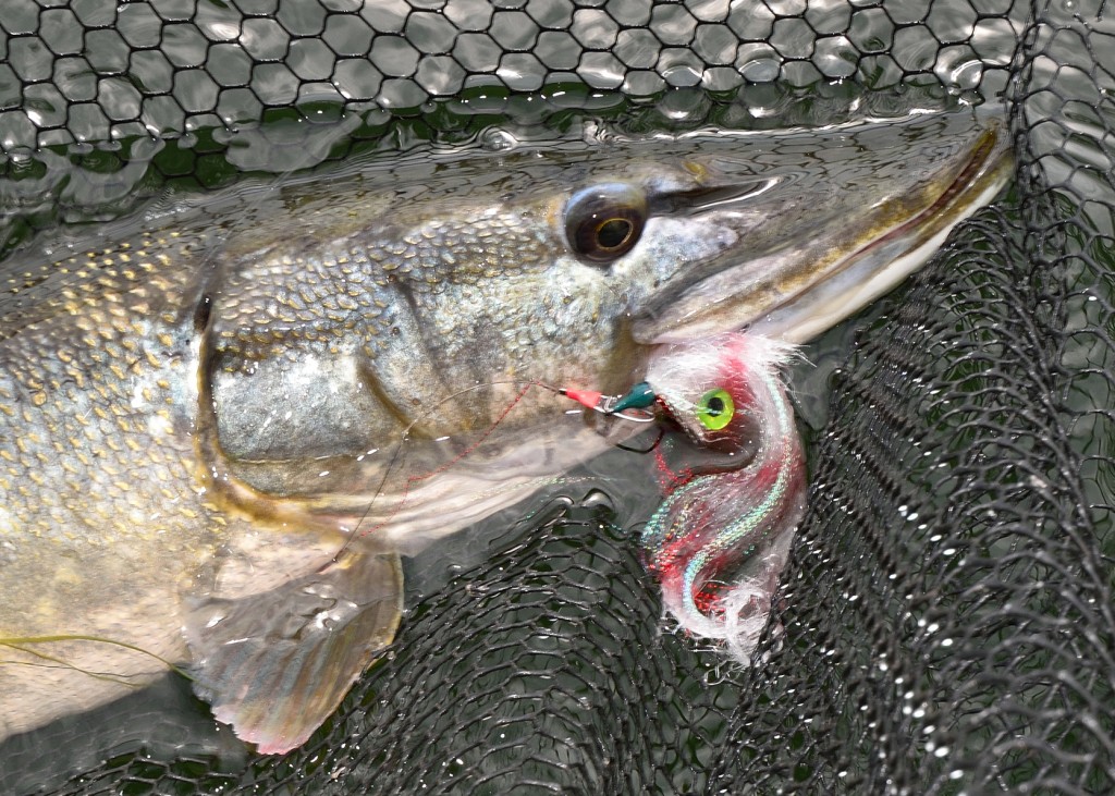 Pike fly